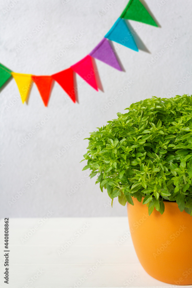 Pot of basil called manjerico a traditional plant of portuguese