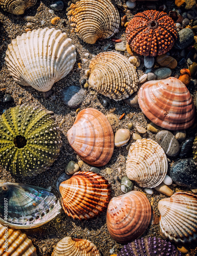 collection of colorful sea urchins and various shells under direct sunlight on wet sand beach, natural pattern background