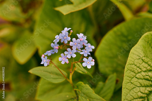 Wallpaper Mural Moss creeping Phlox subulata. Beautiful small five-petaled flowers bloom mauve, pink, lavender purple color. Flowering plant. Carpet of colour during spring and early summer. Gardening background. Torontodigital.ca