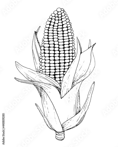 Hand drawn corn illustration. Isolated Vegetable engraved style object. Detailed vegetarian food drawing, silhouette. Farm market product. Great for menu, label, icon. Monochrome maize design