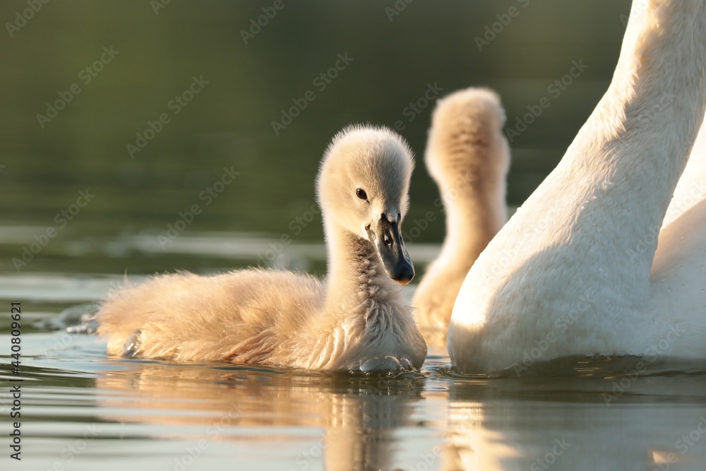 Young swans swim in the pond at sunrise