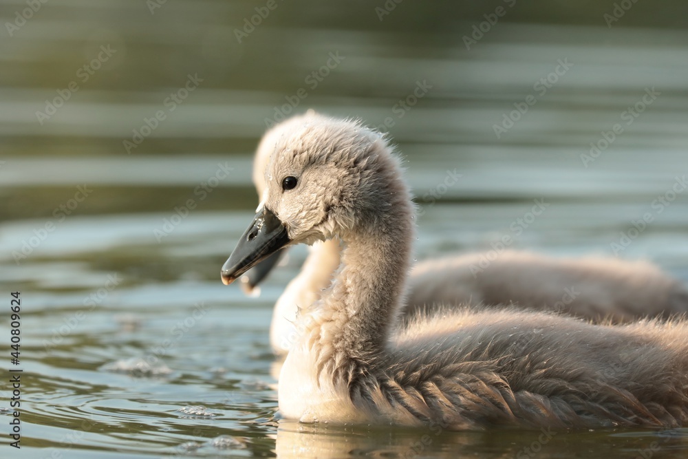 Young swan swim in the pond at sunset Young swan swim in the pond at sunset