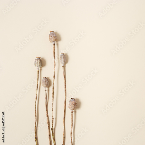 Dry poppy on beige color background. Poppy in buds. Minimal style aesthetic image