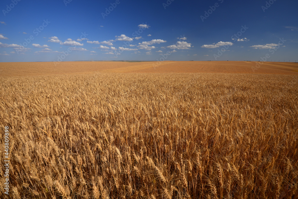 Obraz premium wheat farm land