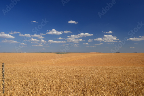 wheat farm land
