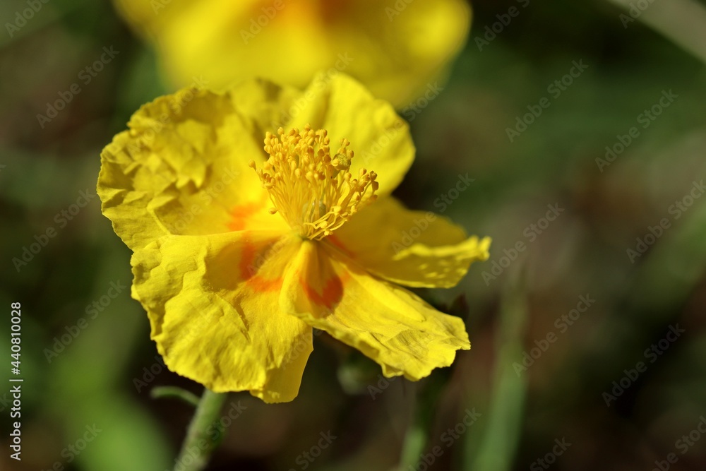 Graues Sonnenröschen (Helianthemum canum) Graues Sonnenröschen (Helianthemum canum)