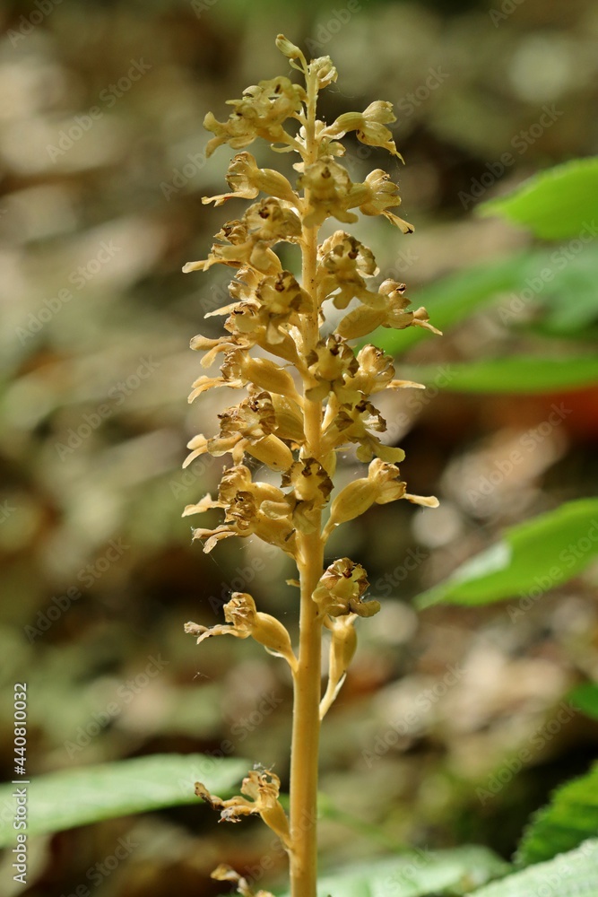 Vogel-Nestwurz (Neottia nidus-avis) Vogel-Nestwurz (Neottia nidus-avis)