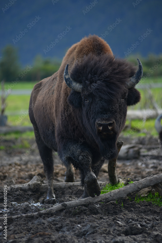 big bison