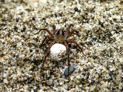spider