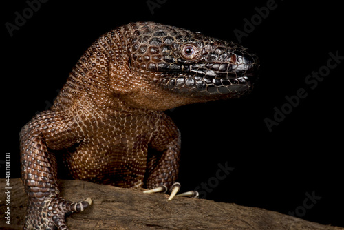 Chiapan Beaded Lizard (Heloderma alvarezii)