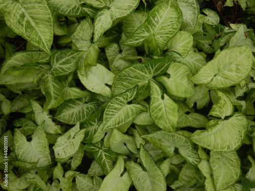 White and green leaves of arrowhead plant ,syngonium podophyllum,nephthytis
