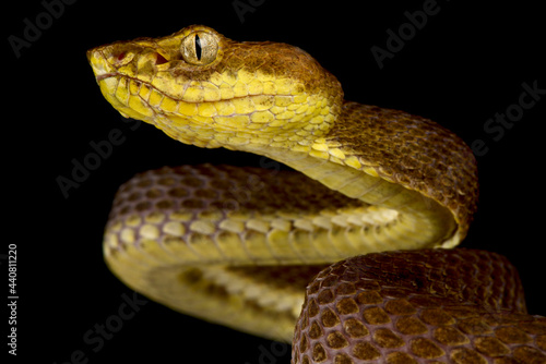 McGregor's pit viper (Trimeresurus mcgregori) photo