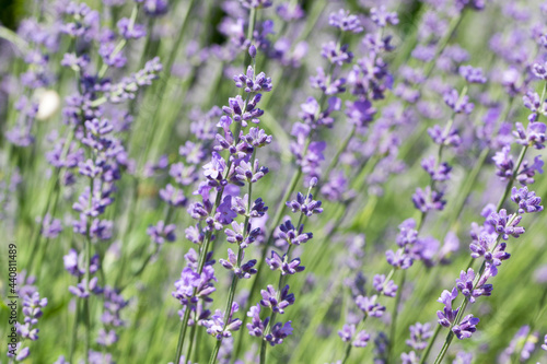 Blooming Lavender flowers field panoramic view for summer background, banner. Soft selective focus. © Elena