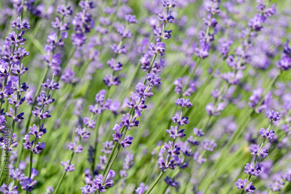 Naklejka premium Blooming Lavender flowers field panoramic view for summer background, banner. Soft selective focus.