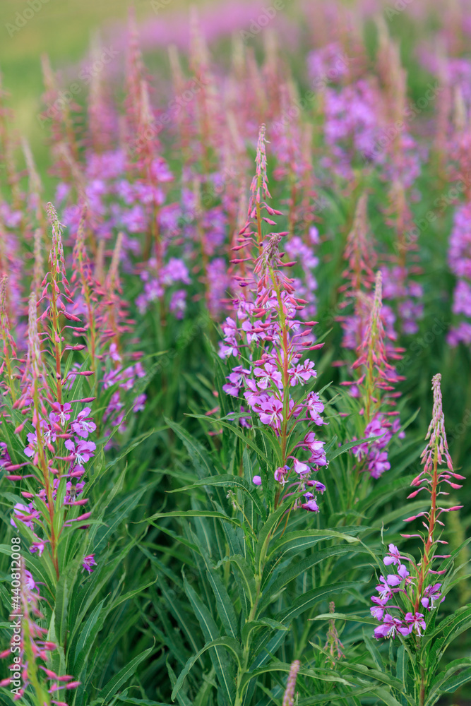 Obraz premium Blooming fireweed in the summer. Field of flowers