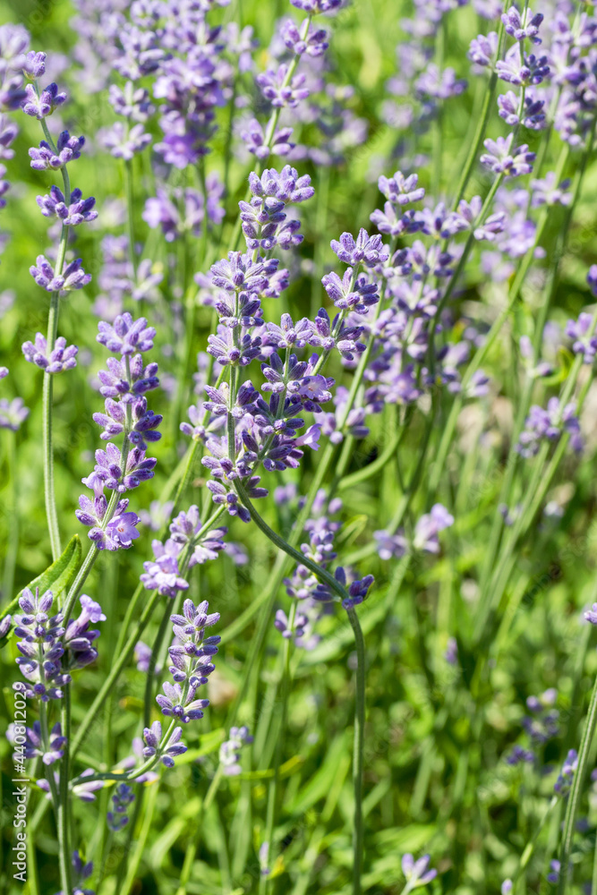 Obraz premium Beautiful lavender flower. Selective and soft focus on lavender flower. Lavender flowers lit by sunlight in flower garden
