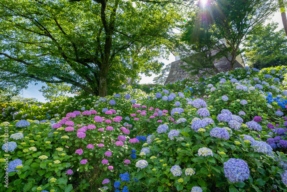 Naklejka premium 神奈川県小田原市 小田原城のあじさい・花菖蒲園