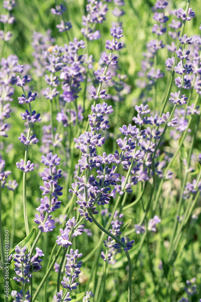 Selective focus on purple lavender flowers on blur background. Pastel colors background. Soft dreamy feel. Selective focus on purple lavender flowers on blur background. Pastel colors background. Soft dreamy feel.