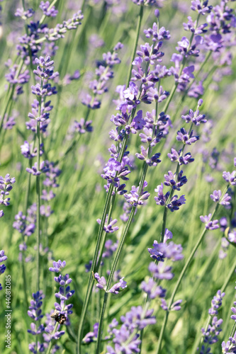 Selective focus on purple lavender flowers on blur background. Pastel colors background. Soft dreamy feel. © Elena