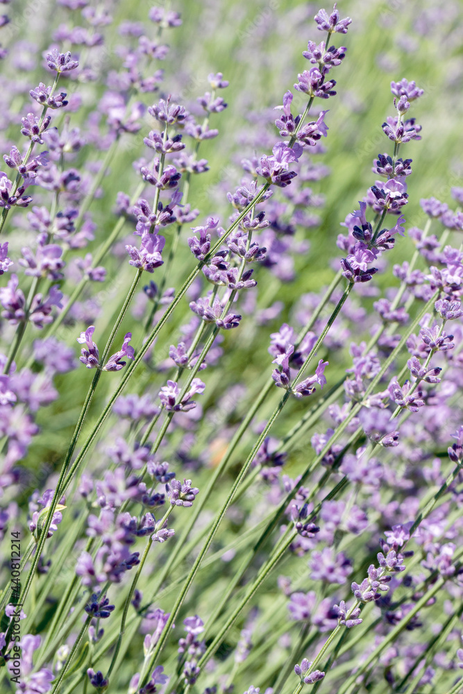 Obraz premium Selective focus on purple lavender flowers on blur background. Pastel colors background. Soft dreamy feel.