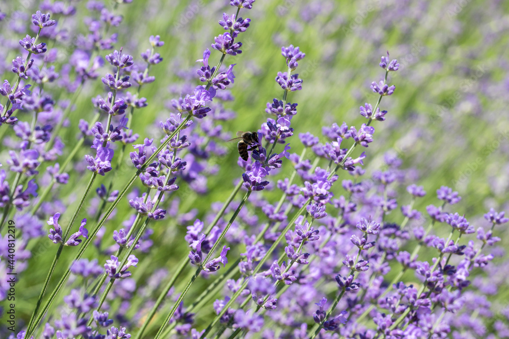Obraz premium Selective Focus on Spring insects. A Humblebee colect nectar on blue flowers of a lavender field. Bumblebee also known as carpenter bee. Blurred background.