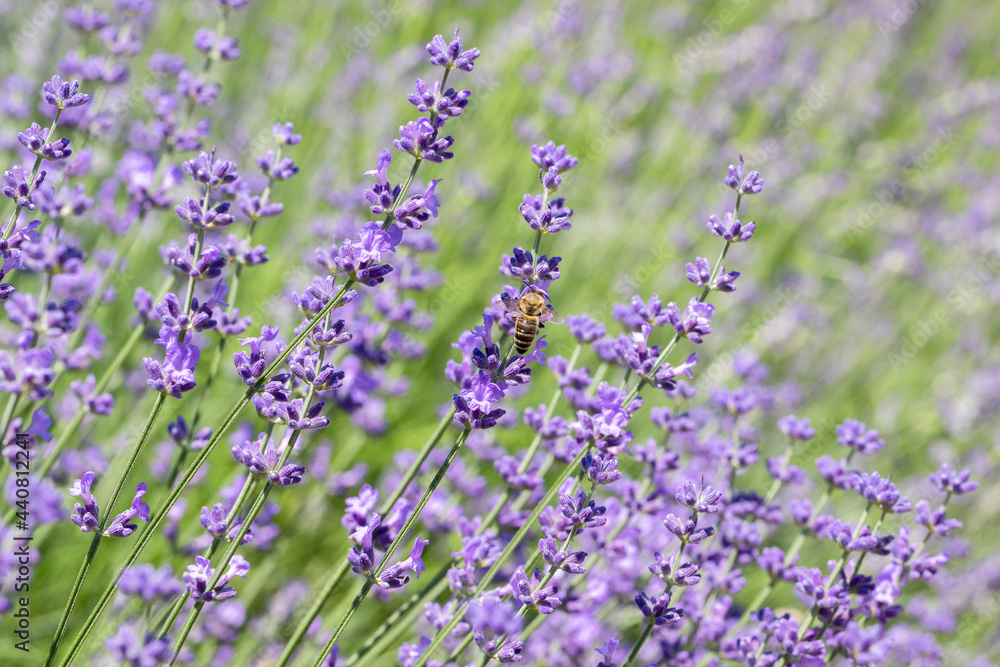 Obraz premium Selective Focus on Spring insects. A Humblebee colect nectar on blue flowers of a lavender field. Bumblebee also known as carpenter bee. Blurred background.
