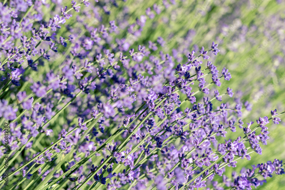 Fototapeta premium Selective focus on purple lavender flowers on blur background. Pastel colors background. Soft dreamy feel.