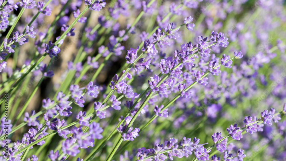 Obraz premium Beautiful lavender flower. Selective and soft focus on lavender flower. Lavender flowers lit by sunlight in flower garden