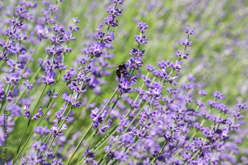 Fototapeta Naklejka Na Ścianę i Meble -  Selective Focus on Spring insects. A Humblebee colect nectar on blue flowers of a lavender field. Bumblebee also known as carpenter bee. Blurred background.