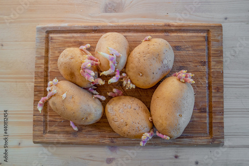 Sprouted potatoes with big outgrowing green and pinky spuds. Concept of traditional home made cuisine and agriculture. photo