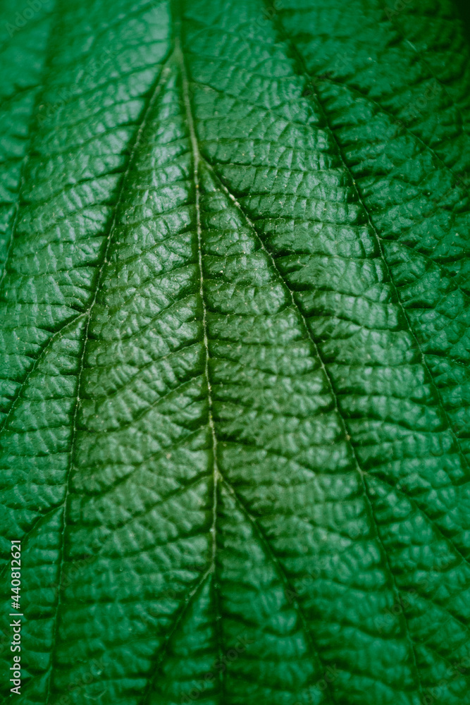Fototapeta premium Blatt makro
