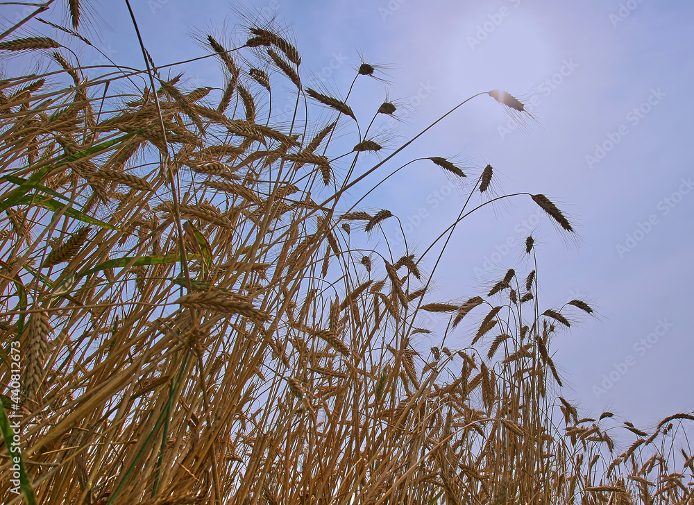 Fototapeta premium Wheat field against the blue sky. Harvest.