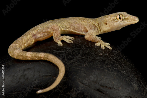 Common house gecko (Hemidactylus frenatus)