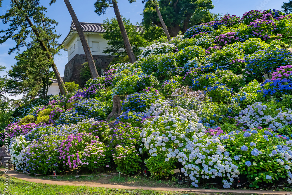 Naklejka premium 神奈川県小田原市 小田原城のあじさい・花菖蒲園