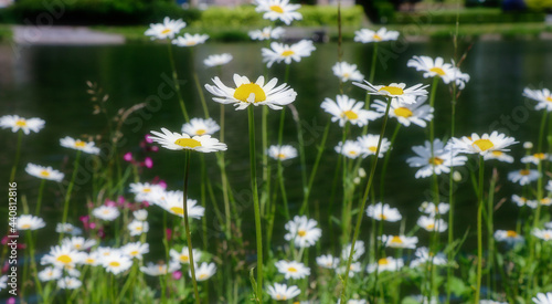 beautiful landscape of a small white marguerite flowers growth near by the river in summer season.
