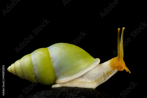 Green tree snail (Amphidromus atricallosus) photo