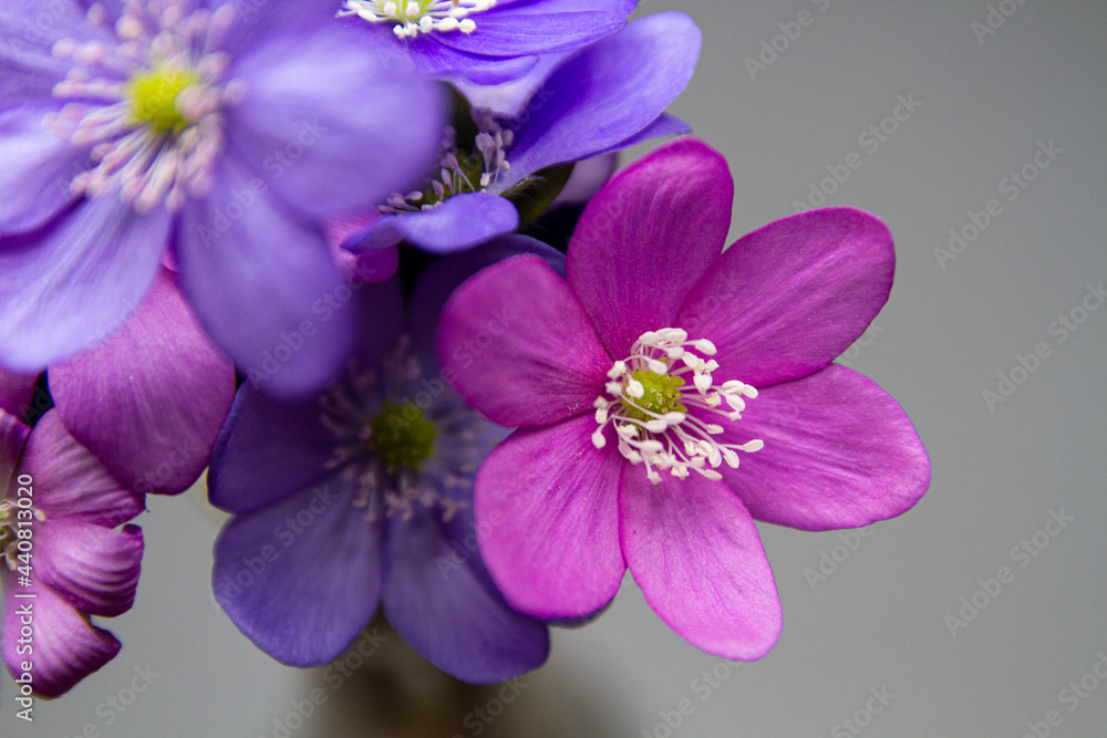 Obraz premium Lila Blumenkomposition