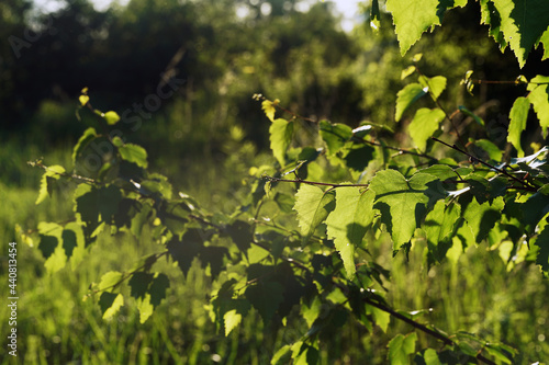 Fresh birsh tree leaves in June photo