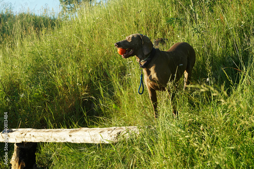 Canvas Print Idyllic Weimar Pointing Dog - Weimaraner  with a ball in his teeth  in  Moscow -