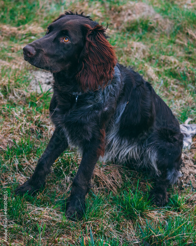 Obraz w ramie German Spaniel