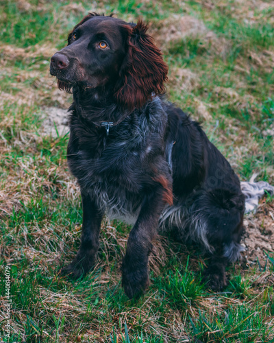 Obraz w ramie German Spaniel