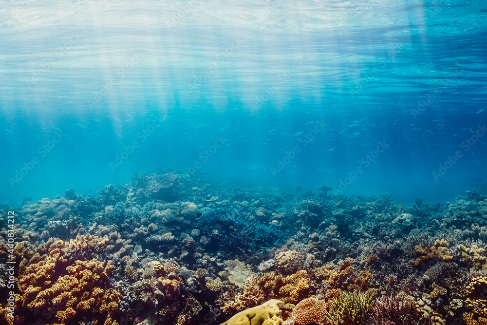 Obraz premium Underwater coral reef on the red sea