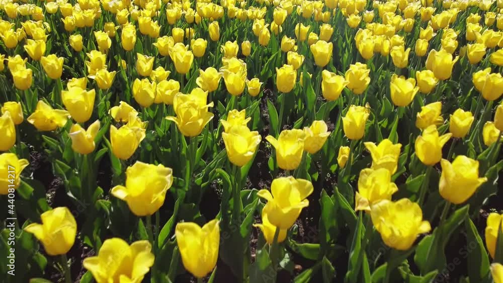 yellow tulips in bloom swaying in the wind top view yellow tulips in bloom swaying in the wind top view