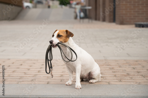 Fototapeta Naklejka Na Ścianę i Meble -  Lonely abandoned Jack Russell Terrier holds a leash in his mouth. Dog lost in the outdoors