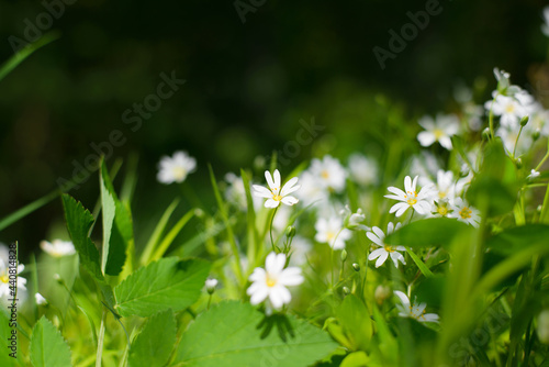 Floral outdoor background. White, small flowers close-up. Selective focus on flowers, blurred background, bokeh.