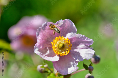 Biene auf rosa Blume