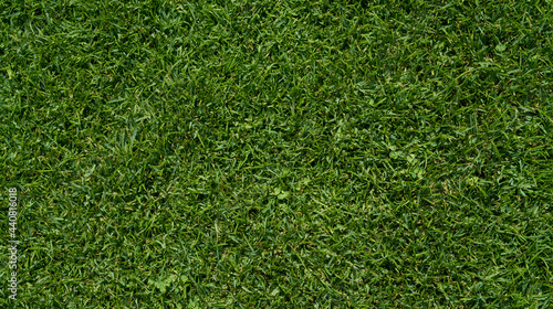 green grass field garden texture background