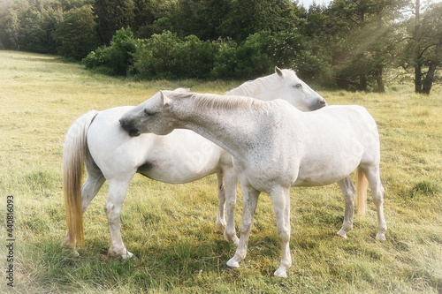 Two white horses  sunlit in the field. Soft and dreamy  romantic animals.