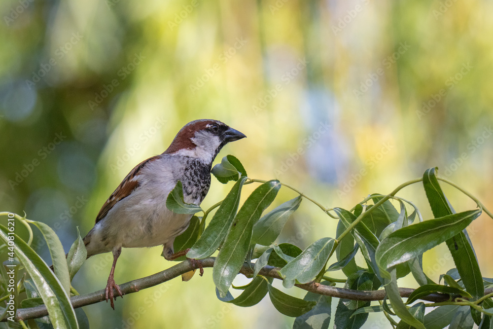 Der Neugierige | The curious One