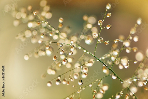 Macro photography of green grass with dew drops in the sunshine. Fresh morning dew on spring grass, abstract nature background.